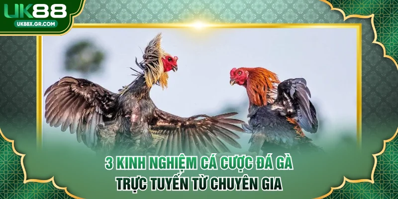 3 kinh nghiệm cá cược đá gà trực tuyến từ chuyên gia
